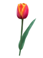 realistico disegno di rosso tulipano, primavera fiore illustrazione png