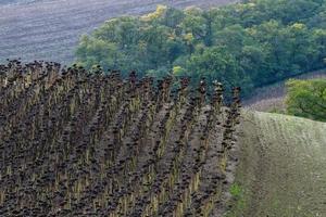 Autumn Landscape  in a Moravian Fields photo