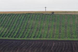 paisaje otoñal en los campos de moravia foto