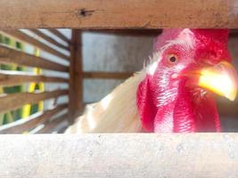 pollo leghorn blanco tomando el sol dentro de una jaula de bambú retrato de primer plano. fotografía de retrato de animales de aves de corral. foto