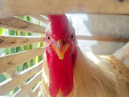 pollo leghorn blanco tomando el sol dentro de una jaula de bambú retrato de primer plano. fotografía de retrato de animales de aves de corral. foto