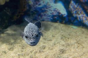 black white spotted puffer fish Arothron meleagris photo