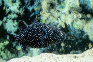 black white spotted puffer fish Arothron meleagris photo