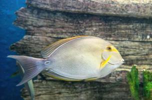 Yellowfin Surgeon Fish Acanthurus xanthopterus photo