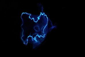 Tiny Moon Jellyfish in blue light in a large aquarium fish tank photo