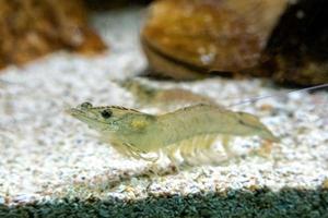 Vannamei shrimp, whiteleg shrimp, Pacific white shrimp or king prawn swimming in the aquarium tank photo