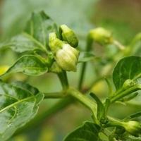 Chili tree in the garden photo