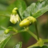 Chili tree in the garden photo