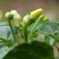 Chili tree in the garden photo