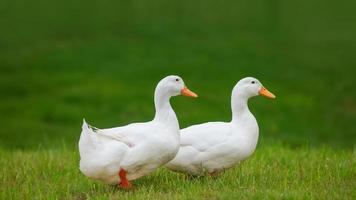 Two white ducks walking in the meadow photo