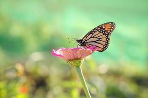 mariposa monarca en una flor de margarita gerber recogiendo polen. foto