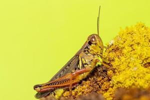 Close up shot of Grasshopper on green background photo