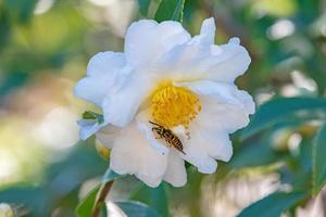 A yellow and black striped wasp finding nectar on a camellia flower in the garden.