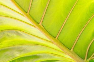 Close-up of the underside of a large Elephant Ear plant. photo