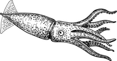 Squid. Vector illustration.  Marine food. Seafood. Ink. Hand drawn