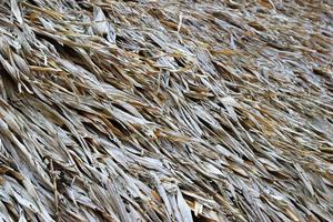 Travel to Chiang Mai, Thailand. A surface of the thatched roof of house for background. photo