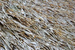 Travel to Chiang Mai, Thailand. A surface of the thatched roof of house for background. photo