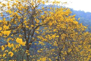 Travel to Chiangmai, Thailand. The trees with blooming yellow flowers in the garden near to mountains. photo