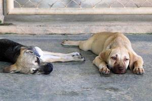 Two tired puppies are sleeping on a pavement on a street. photo