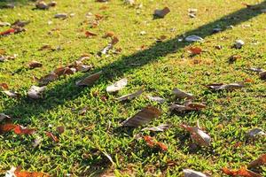 Travel to Chiang Mai, Thailand. The view on a grass with autumn leaves on a sunny day. photo