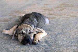 Cute puppy is sleeping on a pavement on a street. photo