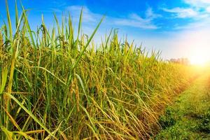 Rice field landscape. Golden ears of rice full of rice fields, paddy fields, harvest season, warm light, nature farm, organic farm. photo