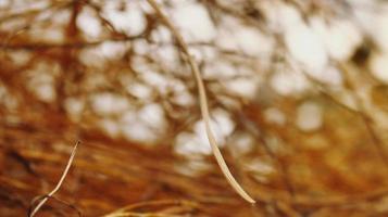 Closeup Of Dried Leaves and Twigs In Forest photo