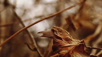Closeup Of Dried Leaves and Twigs In Forest photo