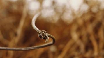 Closeup Of Dried Leaves and Twigs In Forest photo