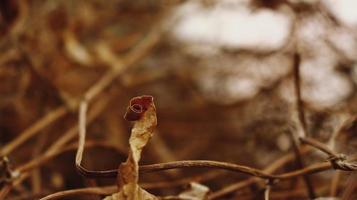 primer plano de hojas secas y ramitas en el bosque foto