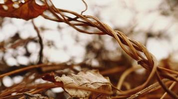 Closeup Of Dried Leaves and Twigs In Forest photo