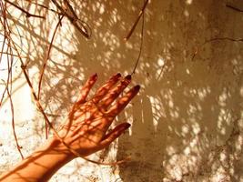 mano de mujer a la luz del sol en un arbusto seco foto