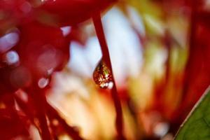 Closeup Of Dew Drops on Red Flower photo