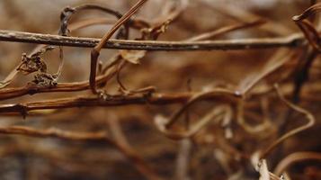 Closeup Of Dried Leaves and Twigs In Forest photo