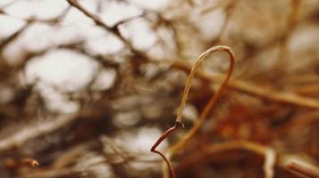 Closeup Of Dried Leaves and Twigs In Forest photo