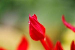 Closeup Of Dew Drops on Red Flower photo