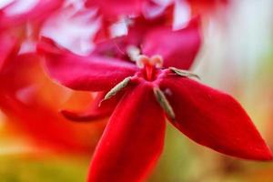 Closeup Of Dew Drops on Red Flower photo