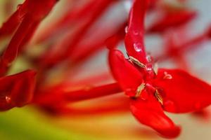 Closeup Of Dew Drops on Red Flower photo