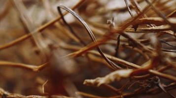 Closeup Of Dried Leaves and Twigs In Forest photo