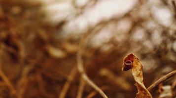 Closeup Of Dried Leaves and Twigs In Forest photo