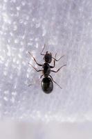 Ant walk on white color fabric photo