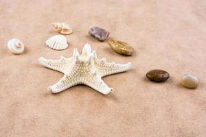 estrellas de mar, conchas marinas y guijarros