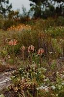 South African Fynbos photo