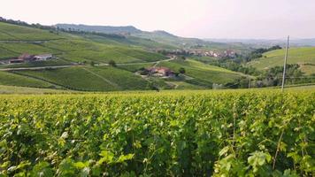 Vineyard agriculture farm field aerial view in Langhe, Piedmont Italy video