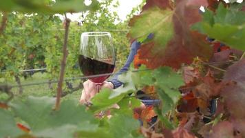 Tasting red wine in a vineyard with ripe grapes and vines video