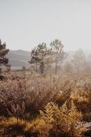 South African Fynbos photo