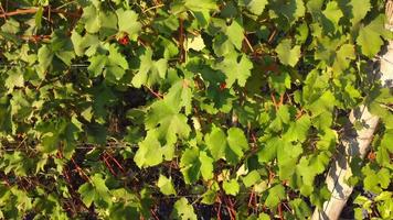Weinberglandwirtschaftsfeld mit reifen Trauben und Reben, Weinproduktion, Luftbild video