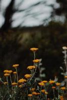 South African Fynbos photo