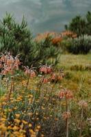 South African Fynbos photo