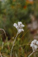 South African Fynbos photo